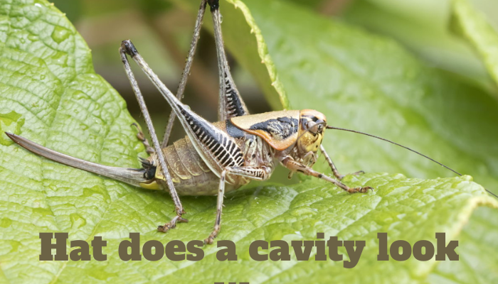 What do crickets eat