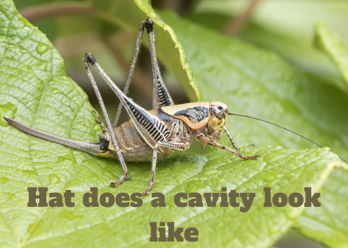 What Do Crickets Eat - Techvtimes