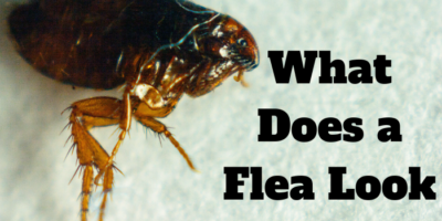 What does a flea look like