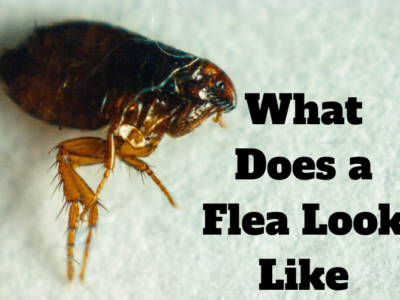 What does a flea look like