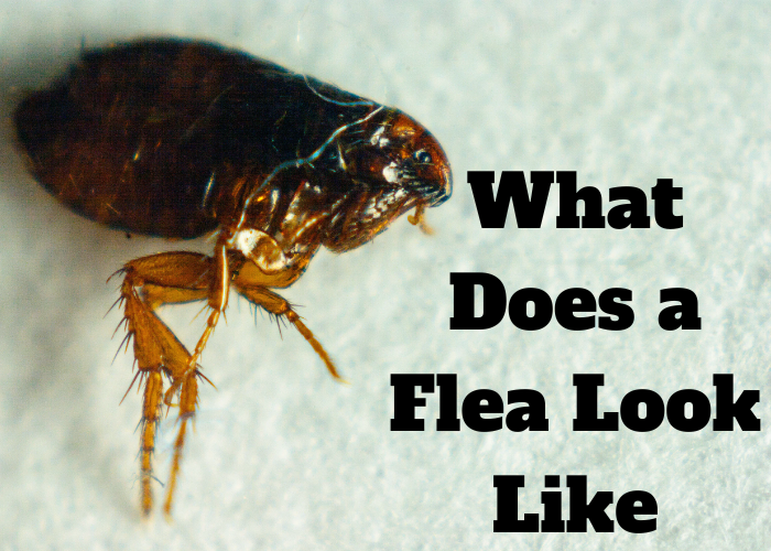 What Does a Flea Look Like Techvtimes