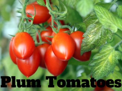 Plum tomatoes