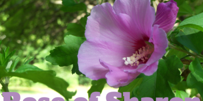 Rose of sharon