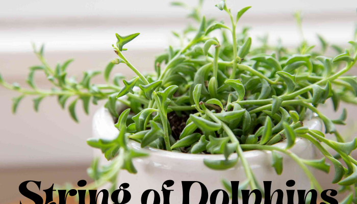 String of dolphins